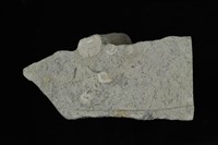 L型管狀獵食痕化石藏品圖，第2張